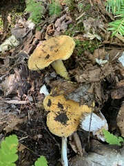Lactarius deterrimus