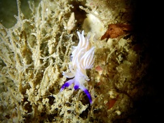 Pteraeolidia ianthina