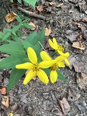 Helianthus microcephalus