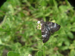 Chiomara georgina
