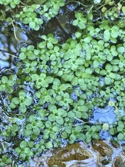 Callitriche stagnalis