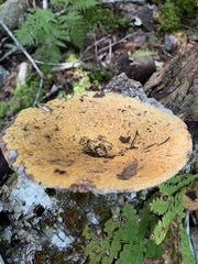 Lactarius deterrimus