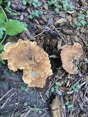 Hydnellum aurantiacum