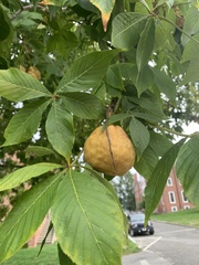Aesculus glabra