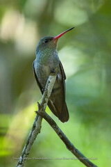 Hylocharis chrysura