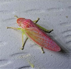 Gyponana