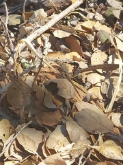 Sceloporus occidentalis bocourtii