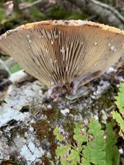 Lactarius deterrimus