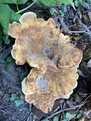 Hydnellum aurantiacum