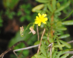 Youngia japonica
