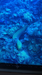 Gymnothorax funebris