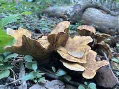 Hydnellum aurantiacum