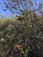 Prunus ilicifolia
