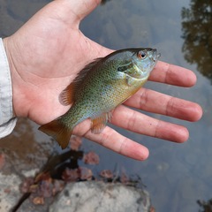 Lepomis auritus