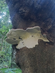 Polyporaceae