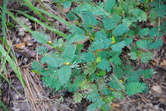 Chamaecrista nictitans