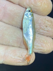 Actinopterygii