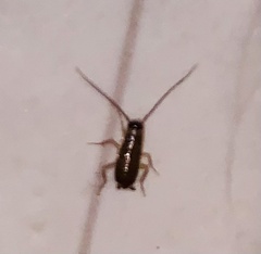 Blattella