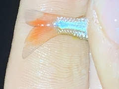 Actinopterygii