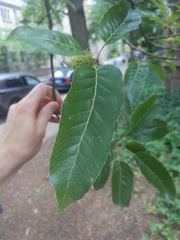 Quercus acutissima