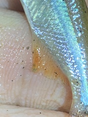 Actinopterygii