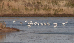 Recurvirostra avosetta