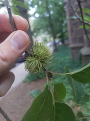 Quercus acutissima