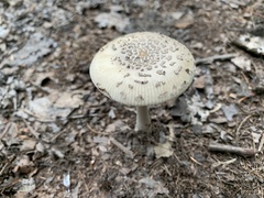 Amanita rhacopus