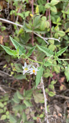 Solanum douglasii