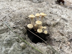 Desarmillaria tabescens