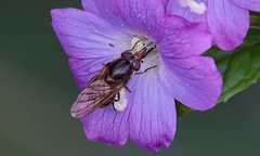 Rhingia campestris