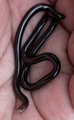 Liotyphlops albirostris