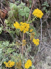 Eriophyllum staechadifolium