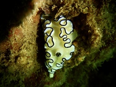 Doriprismatica atromarginata