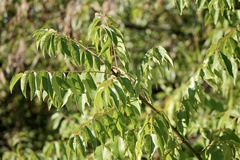 Zanthoxylum clava-herculis