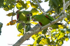 Psittacara leucophthalmus