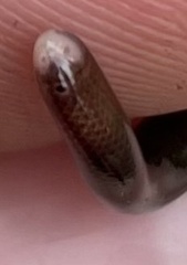 Liotyphlops albirostris