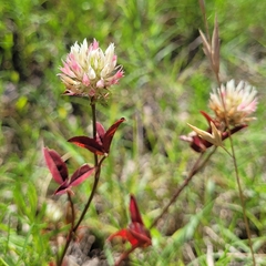 Trifolium vesiculosum