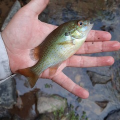 Lepomis auritus