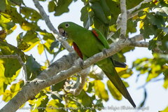 Psittacara leucophthalmus