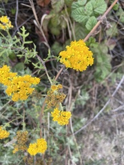 Eriophyllum staechadifolium