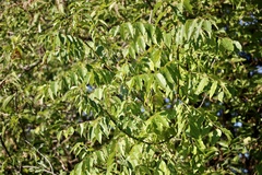 Zanthoxylum clava-herculis