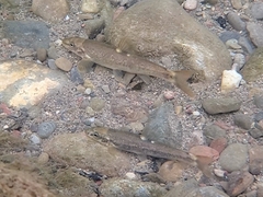 Rhinichthys cataractae