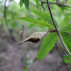 Amphibolips