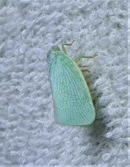 Flatormenis proxima