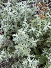 Eriophyllum staechadifolium