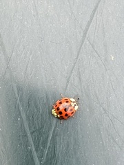Hesperomyces harmoniae