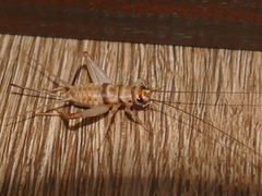 Gryllodes sigillatus