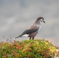 Nucifraga caryocatactes