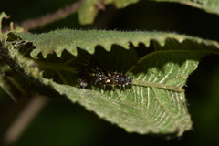 Polygonia comma